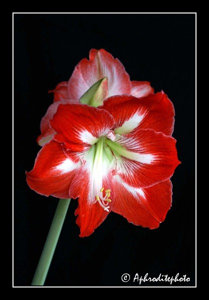 103 Fleurs